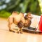 Safari Ltd Bactrian Camel Figurine  Realistic 425 Wildlife Figure  Educational Toy for Boys Girls and Kids Ages 3