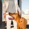 Rogz Utility Extra Large 1Inch Reflective Lumberjack Obedience HalfCheck Dog Collar Orange