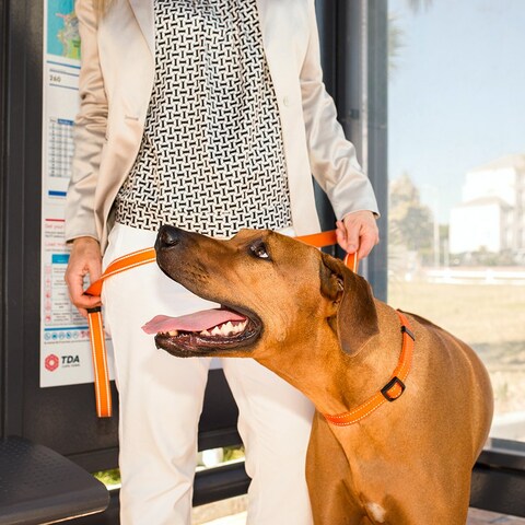 Rogz Utility Extra Large 1Inch Reflective Lumberjack Obedience HalfCheck Dog Collar Orange