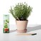 SproutWorld WoodCased Pencils  Teachers Edition  HB PreSharpened Graphite Plantable Wooden Pencils with flower Herb  Vegetable Seeds  Gift for Teachers Creative Kids  Students  32 Pack