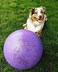 Jolly Pets PushnPlay Ball Dog Toy 14 InchesExtraLarge PurpleAll Breed Sizes