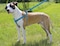 LupinePet Originals 1 Turtle Reef 2438 Step In Harness for Large Dogs