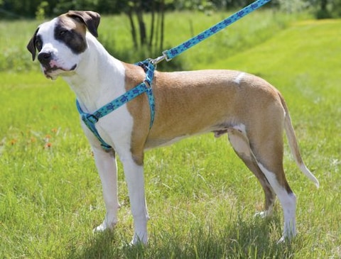 LupinePet Originals 1 Turtle Reef 2438 Step In Harness for Large Dogs