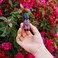 Edens Garden Geranium Rose Essential Oil 100 Pure Premium Grade Undiluted Natural Therapeutic Aromatherapy The Best for Diffuser Face Candle Hair 10 ml 33 fl oz