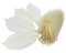 ChangThai Design Skeleton Leaves 3 Long Undyed 100 Pieces Nature Dried Rubber Tree Leaf for Scrapbooks Photo Albums Crafts Wedding Cards Decoration Colorful Decorative Arrangements Dcor Gifts