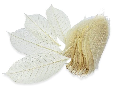 ChangThai Design Skeleton Leaves 3 Long Undyed 100 Pieces Nature Dried Rubber Tree Leaf for Scrapbooks Photo Albums Crafts Wedding Cards Decoration Colorful Decorative Arrangements Dcor Gifts