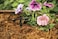 Rain Bird SW1010PS Drip Irrigation Spot Watering DripperEmitter 1 Gallon Per Hour 10Pack