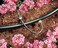 Rain Bird SW5005PS Drip Irrigation Spot Watering DripperEmitter with Diffuser Cap 5 Gallon Per Hour 5Pack