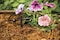 Rain Bird SW1030PS Drip Irrigation Spot Watering DripperEmitter 1 Gallon Per Hour 30Pack