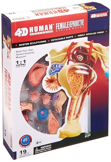 Famemaster 4DVision Human Female Reproductive Anatomy Model 10