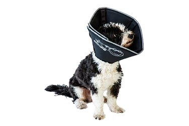 All Four Paws Comfy Cone Pet Cone for Dogs Cats Large Black  Comfortable Soft Dog Cone Collar Alternative for After Surgery Wound Care Spay Neuter  Dog and Cat Recovery Collar