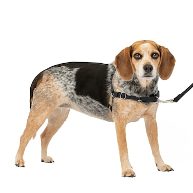 PetSafe Easy Walk NoPull Dog Harness  The Ultimate Harness to Help Stop Pulling  Take Control  Teach Better Leash Manners  Helps Prevent Pets Pulling on Walks SmallMedium BlackSilver