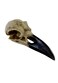 Alchemy Corvus Alchemica Raven Skull