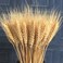 100 Stems Dried Wheat Stalks Dried Natural Ear of Wheat Grain Flowers for Home Dining Table Flower Arrangement Art Wedding Decoration