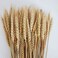 100 Stems Dried Wheat Stalks Dried Natural Ear of Wheat Grain Flowers for Home Dining Table Flower Arrangement Art Wedding Decoration