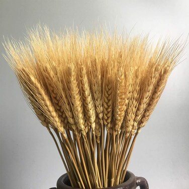 100 Stems Dried Wheat Stalks Dried Natural Ear of Wheat Grain Flowers for Home Dining Table Flower Arrangement Art Wedding Decoration