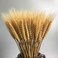 100 Stems Dried Wheat Stalks Dried Natural Ear of Wheat Grain Flowers for Home Dining Table Flower Arrangement Art Wedding Decoration