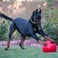 Virtually Indestructible Best Ball for Dogs 10inch
