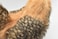 Hansa Hen Plush Brown
