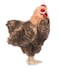 Hansa Hen Plush Brown