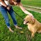 Simple Solution Pee Post Outdoor Potty Training Aid  PheromoneInfused Yard Stake with GO HERE Technology  13 Inch Stake