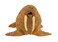 Safari Ltd Wild Safari Sea Life  Walrus  Realistic Hand Painted Toy Figurine Model  Quality Construction from Safe and BPA Free Materials  For Ages 3 and Up