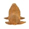 Safari Ltd Wild Safari Sea Life  Walrus  Realistic Hand Painted Toy Figurine Model  Quality Construction from Safe and BPA Free Materials  For Ages 3 and Up