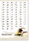 STOTT PILATES Wall Chart  Intermediate Reformer