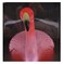 Pink Flamingo Celebriducks Rubber Duck