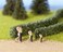 Noch 21512 Hedge Light Grn 15X8Mm 2 H0TtN Scale Model Kit