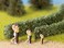 Noch 21512 Hedge Light Grn 15X8Mm 2 H0TtN Scale Model Kit