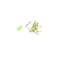 Robot Coupe 27081 Julienne Plate 2 x 6