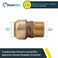 SharkBite 34 Inch x 12 Inch MNPT Bullnose Adapter Push to Connect Brass Plumbing Fitting PEX Pipe Copper CPVC PERT HDPE U138LFA