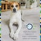 Pet Life Unlimited Carpet Refresher Powder Carpet Deodorizer Powder Pet Safe  Carpet Powder Pet Odor Eliminator for Carpet with PlantBased Juniper Leaf Scent  Made in the USA  16oz Pack of 1