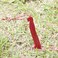 MSR Cyclone 10 Tent Stake 4 Pack Red