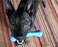 Jolly Pets Jolly Bone MediumBlue