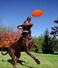 Jolly Pets Football Dog Toy 8 Inches Orange