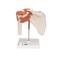 3B Scientific A80 Functional Shoulder Joint  3B Smart Anatomy
