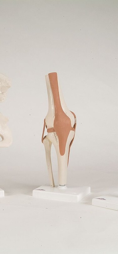 3B Scientific A80 Functional Shoulder Joint  3B Smart Anatomy