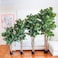 Nearly Natural 5 Fiddle Leaf Fig Artificial Trees 60in Green