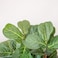 Nearly Natural 5 Fiddle Leaf Fig Artificial Trees 60in Green