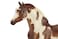 Breyer Traditional Series Van Gogh Son of Picasso  Model Horse Toy  85 x 7  19 Scale  Model  1775