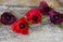 Lia Griffith Extra Fine Crepe Double Sided Paper4 Colours per Pack Sangria Aubergine  Cherry Raspberry 50 x 200cm