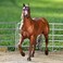 Breyer Traditional Series Latigo Dun It  Horse Toy Model  1 9 Scale  Model 1791