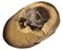 Thames  Kosmos I Dig It Dinos  T Rex Egg Excavation  Science Experiment Kit  Excavate A Giant Dinosaur Egg  Paleontology  2018 Oppenheim Toy Portfolio Platinum Award Winner  Dinosaur Toy