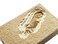 Thames  Kosmos I Dig It Dinos T Rex Excavation Science Experiment Kit  Excavate a Tyrannosaurus Rex Dig Site  Paleontology  Dinosaur Toy  Oppenheim Toy Portfolio Platinum Award Winner