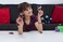 Hotel Transylvania Figure 2Pack Mavis Mystery  Bats Out Mavis