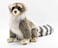 Hansa Young Raccoon Plush