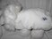 Stuffies Champ The Lion