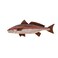 Beachcombers Red Wood Fish with Metal Fins 1425inch Length Wall decor